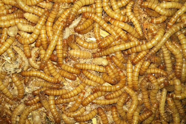 EFSA – dehidrirane larve Tenebrio molitor (crva brašnara) nisu štetne za ljudsku konzumaciju