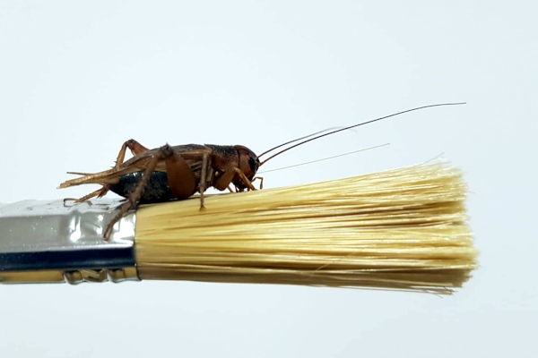 Jestivi insekti – moralne dvojbe i etičke dileme Jestivi insekti – moralne dvojbe i etičke dileme